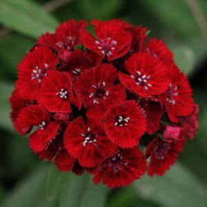 DIANTHUS SWEET ROSSO NR.1000 SEMI
